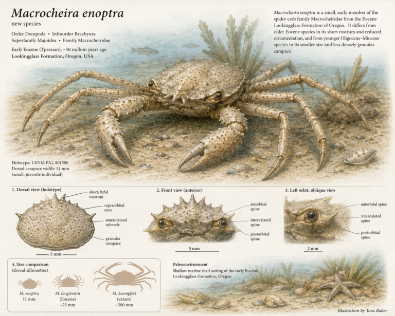 Macrocheira enoptra image