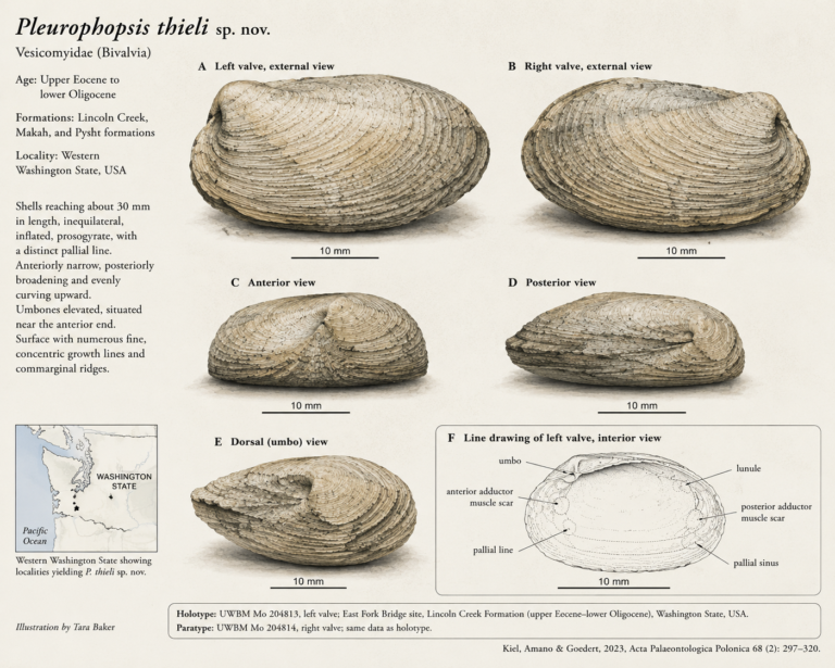 Pleurophopsis thieli image
